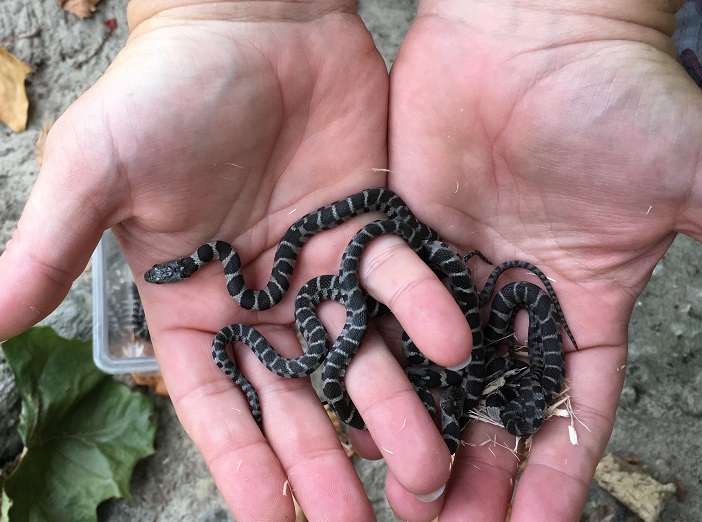 World Snake Day image